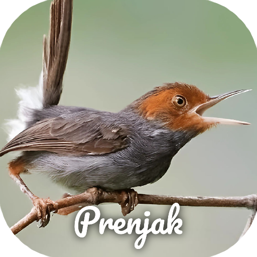 Suara pikat burung prenjak Descarga en Windows