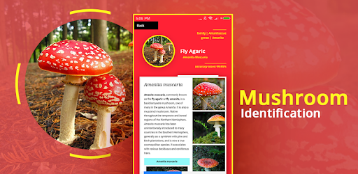 Mushroom Identification