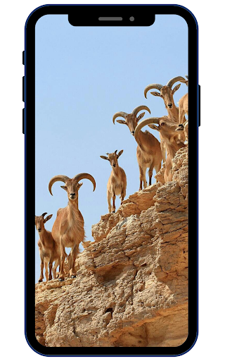 Goat Wallpapers Screen 2