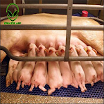 Cover Image of Tải xuống Pig How to Generate Many child  APK