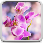 Cover Image of Download Orchid Live Wallpaper 22.0 APK