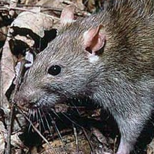 Mouse and Rat Sounds logo