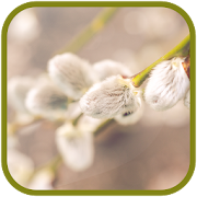 Pussy willow FullHD Wallpapers  Icon