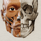 3D Анатомия для художников Скачать для Windows