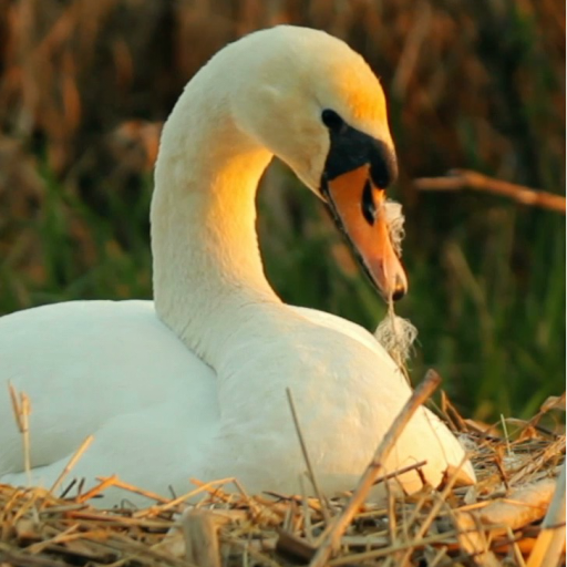 Swans Live Wallpaper logo