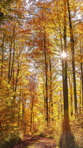 Android application autumn season wallpaper screenshort