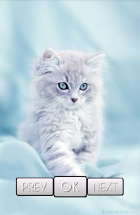 Cute Cat Wallpaper For PC installation