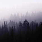 Cover Image of Download Dark Forest Wallpapers  APK