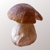 Myco - Mushroom Guide icon