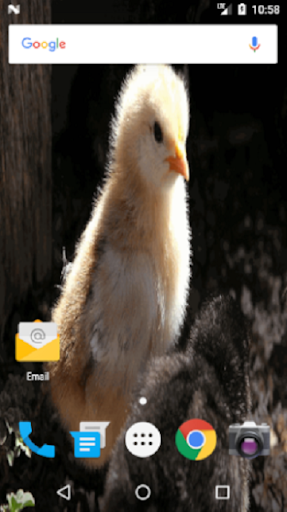 Chicken Wallpaper