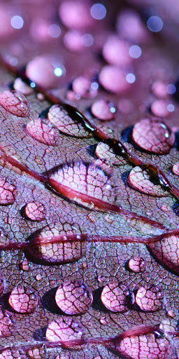 Premium Wallpaper HD Offline