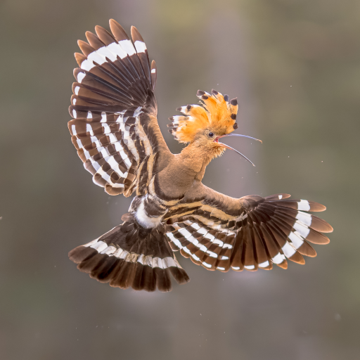 Hoopoe Bird Sounds logo