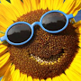 Cute Sunflower Wallpaper