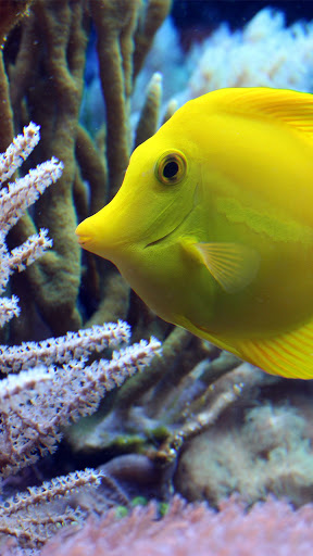 Android application coral fish live wallpaper screenshort