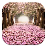 Cherry Blossom Live Wallpapers icon