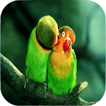 Cover Image of Télécharger Parrot Wallpapers 1.2 APK