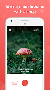 Picture Mushroom – Mushroom ID 2