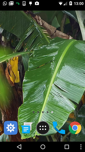 banana leaf wallpaper Screen 2