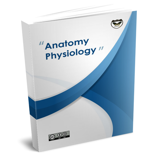 Anatomy and Physiology 1.3 Icon