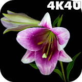 4K Flowers Video Live Wallpapers icon