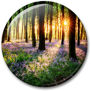Forest Live Wallpaper 6.0 Icon