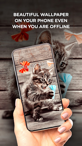 Cats offline wallpaper