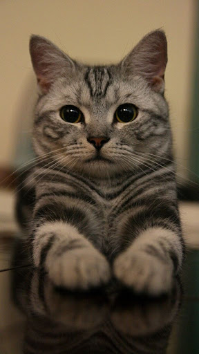 American Shorthair Wallpapers