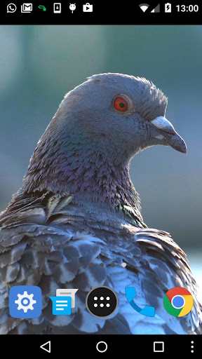 black pigeon wallpaper Screen 2