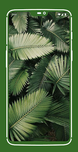 Tropical Leafe Wallpapers