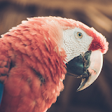 Best Parrot Wallpapers icon