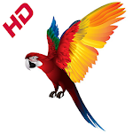 Cover Image of Descargar Parrot Wallpapers HD  APK