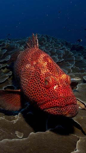 Android application red fish wallpaper screenshort