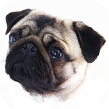 Mops icon