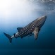 Whale Shark Wallpaper - Androidアプリ