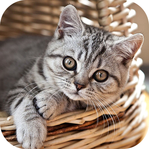 Kitten Wallpaper 2024 logo