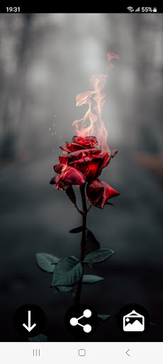 Rose Wallpapers Screenshot 1 - AppWisp.com