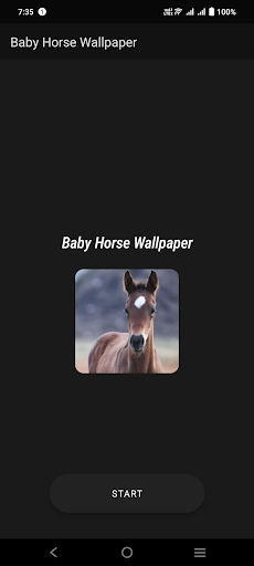 Baby Horse Wallpaper Screen 2