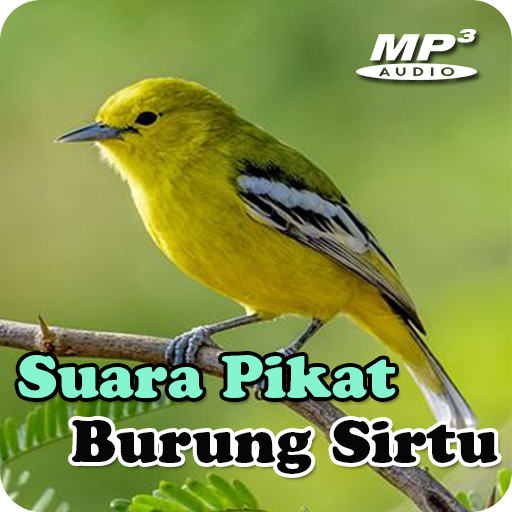 Suara Pikat Burung Sirtu Mp3 Download on Windows