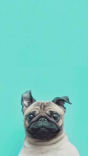 Cute Pug Wallpaper