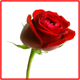 New Beautiful Rose Onet Game icon