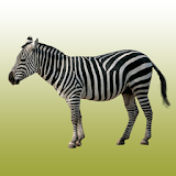 Zebra sounds icon