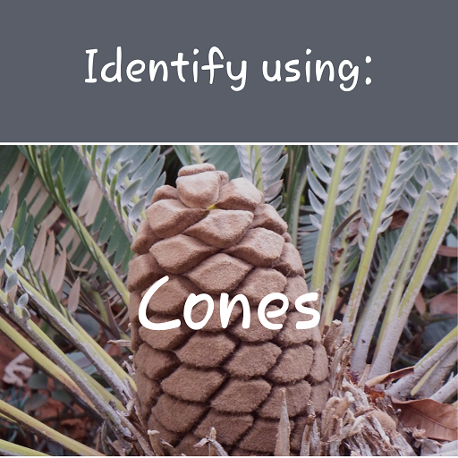 Indigenous Cycads logo