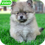 Cover Image of Herunterladen Cute Puppies Video Wallpaper  APK