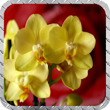 Orchid Wallpaper icon
