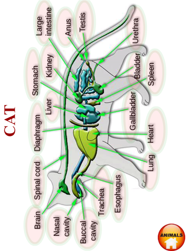 ANATOMY 3D - Human, Animal, Pl Screen 3