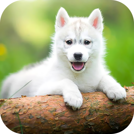 Puppy Wallpaper 2024 logo
