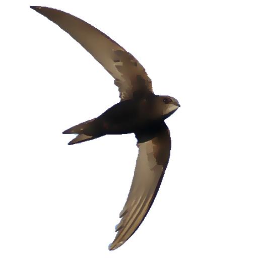 Seglaren logo