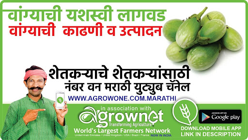 वांगी लागवड #Agrownet™ Screen 3