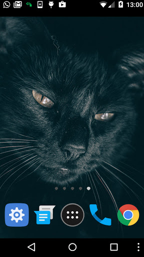 black cat eyes wallpaper Screen 2