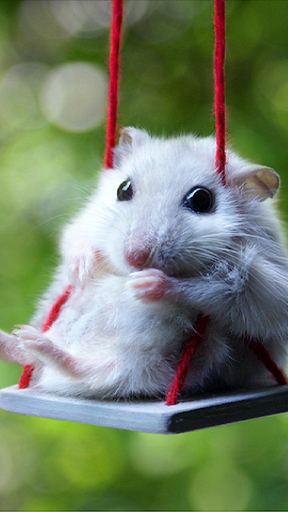 Wallpapers Hamsters Screen 3